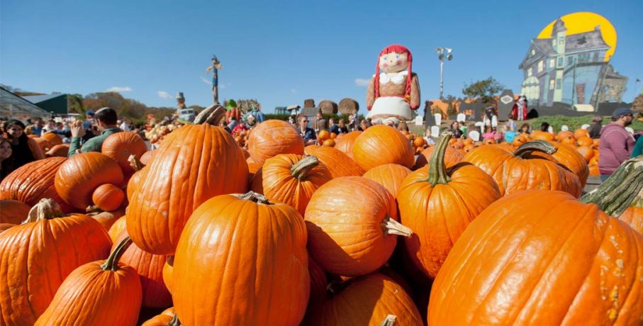 Pumpkinland 4