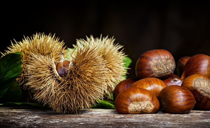 FESTA DEI MARRONI 1