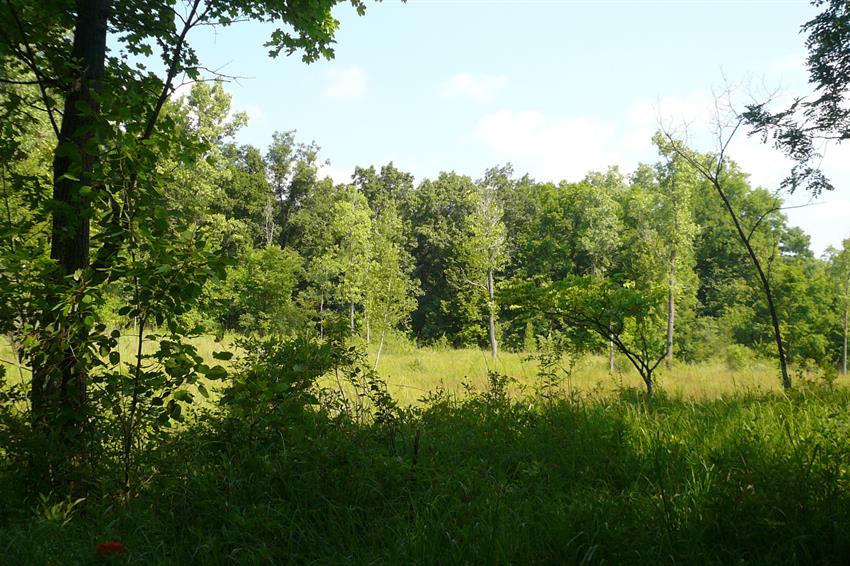 Bluffs Nature Area 2