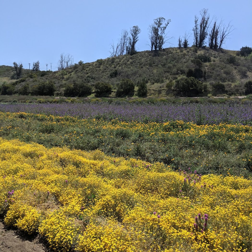 Growing Together at the Native Seed Farm 2
