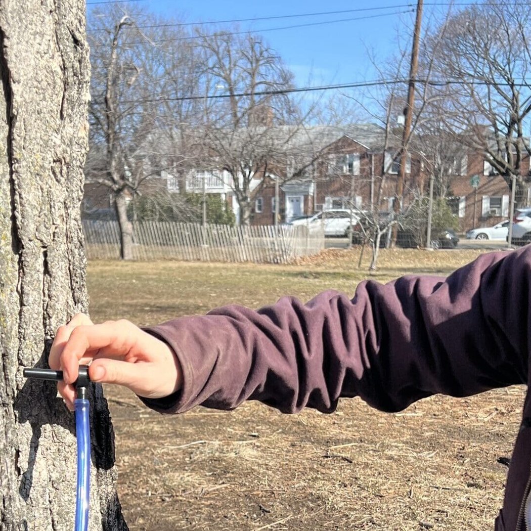 Tapped Traditions: Maple Syrup and Native American Heritage 1