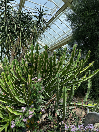 Princess of Wales Conservatory 2