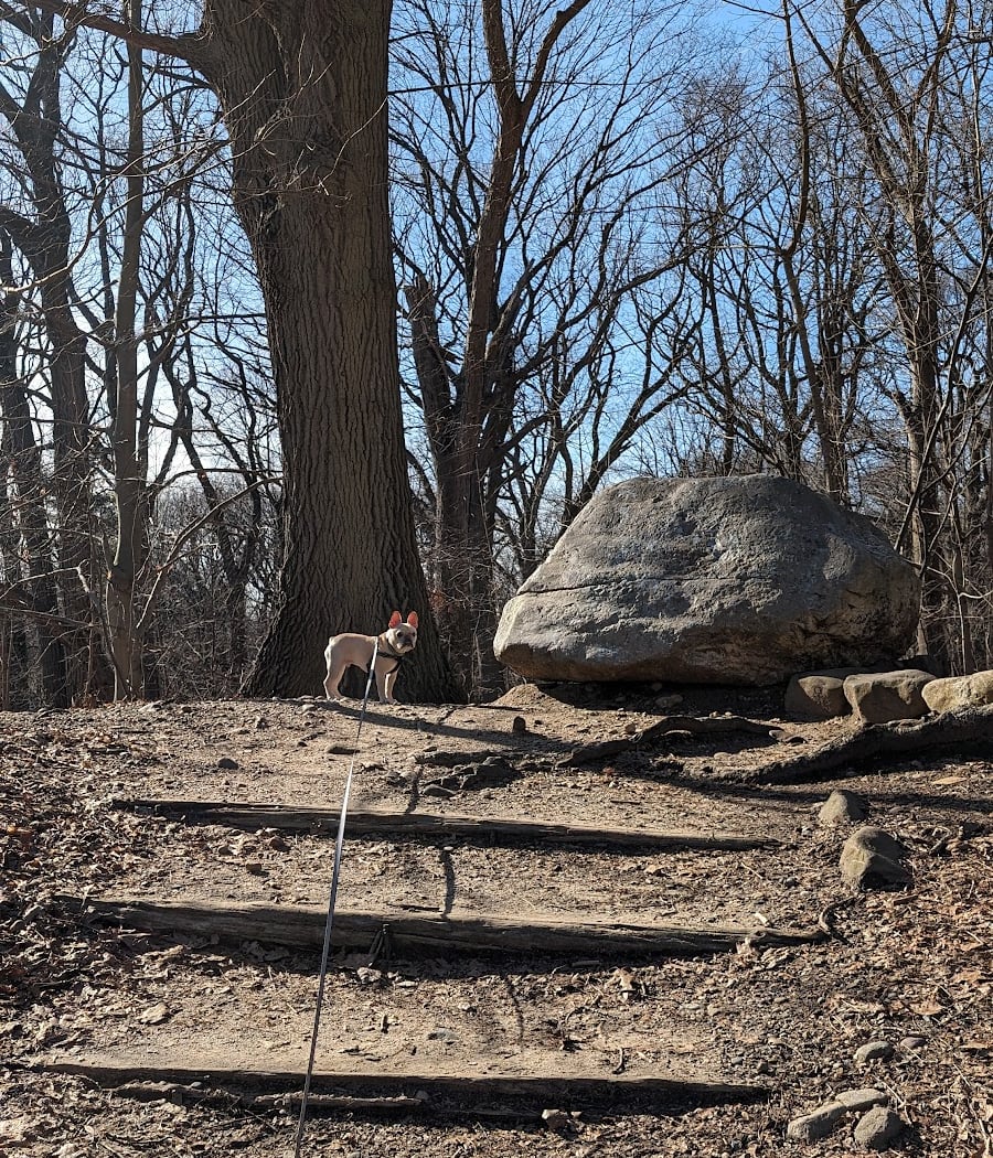 Forest Park forest trails 2