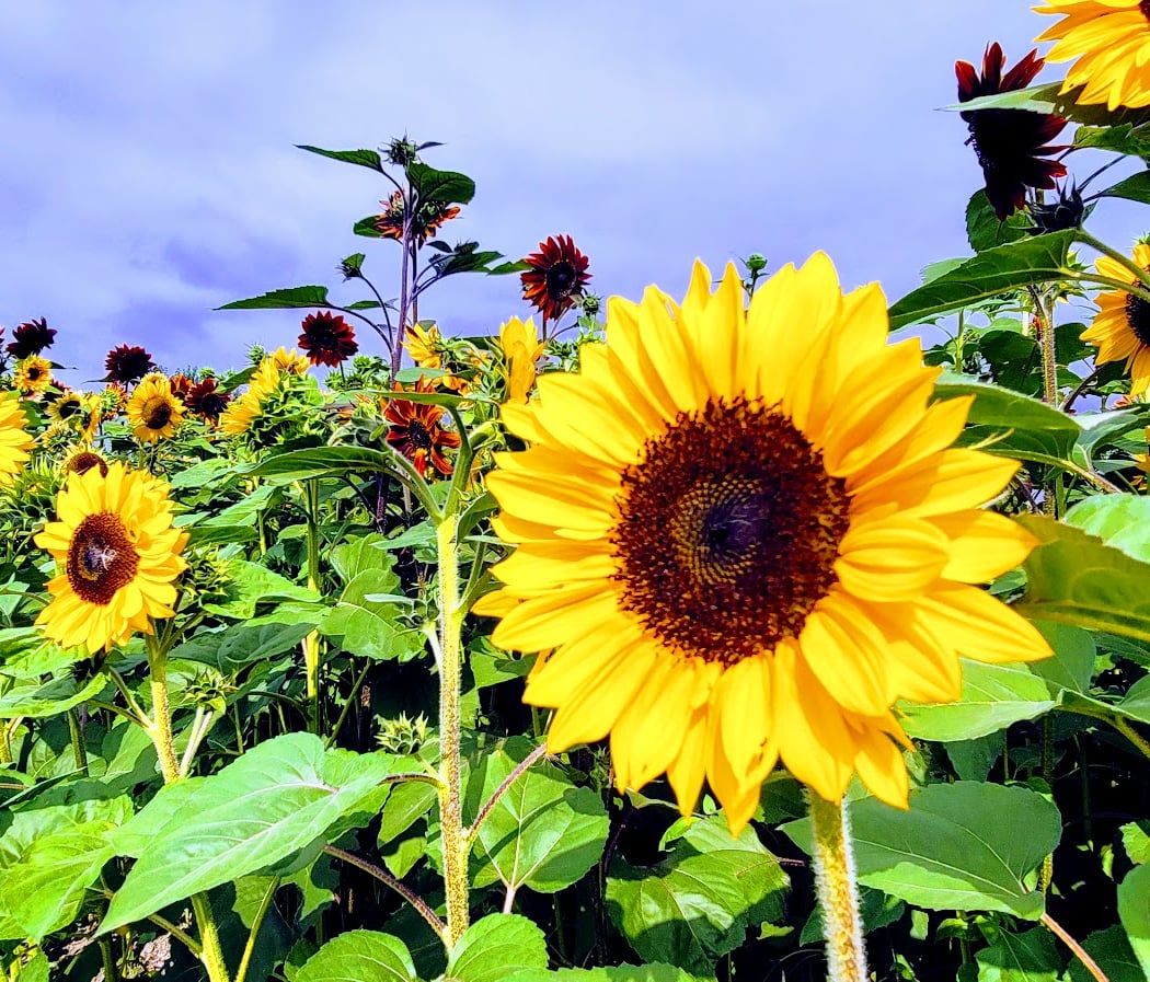 Lora Lee’s A-Maze-Zing Sunflower Maze 3