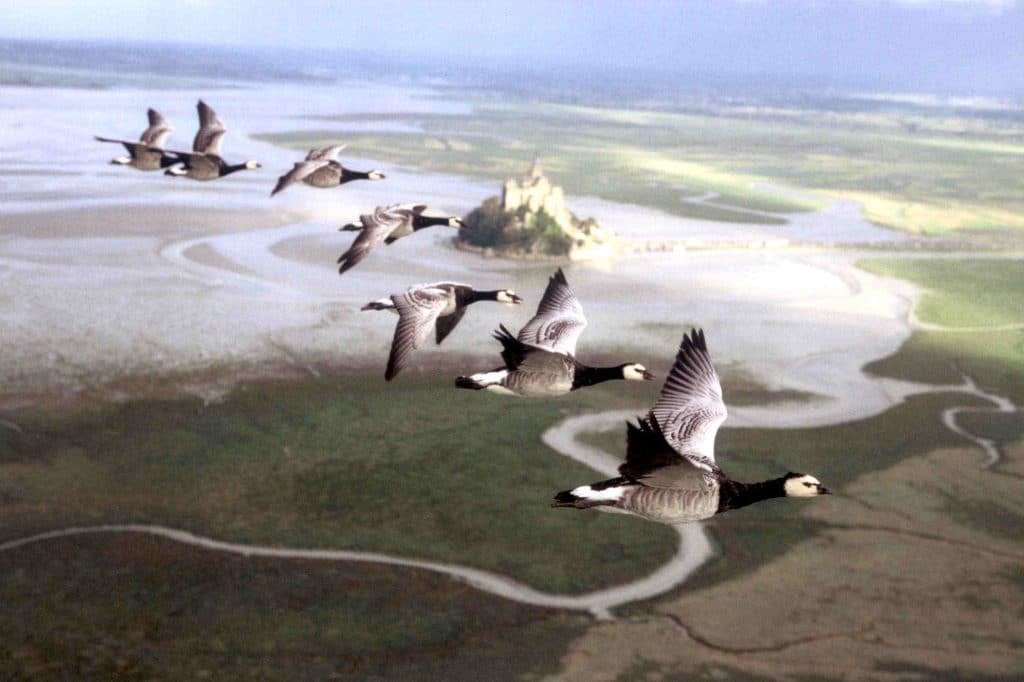 Le peuple migrateur 1
