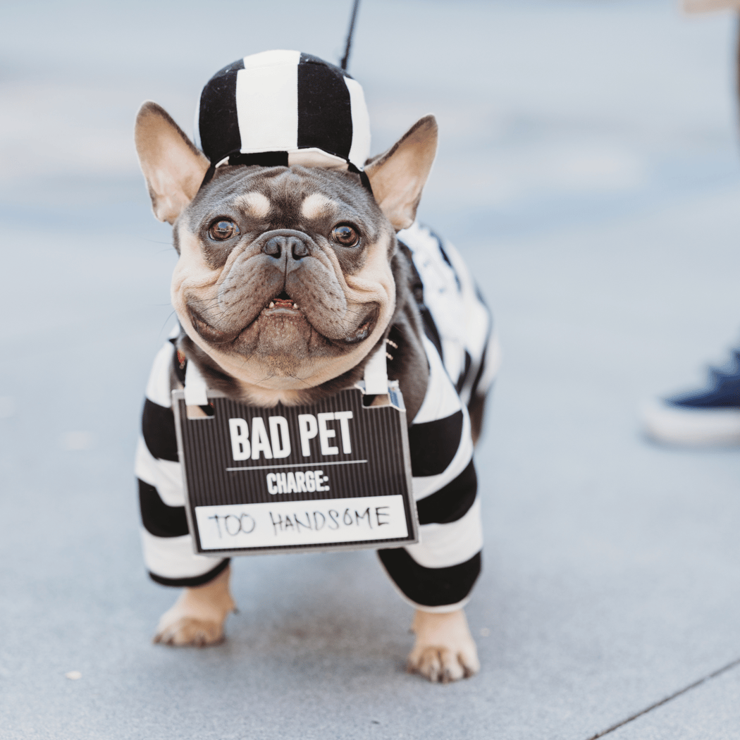 City Center Howl-O-Ween Costumed Pet Parade
