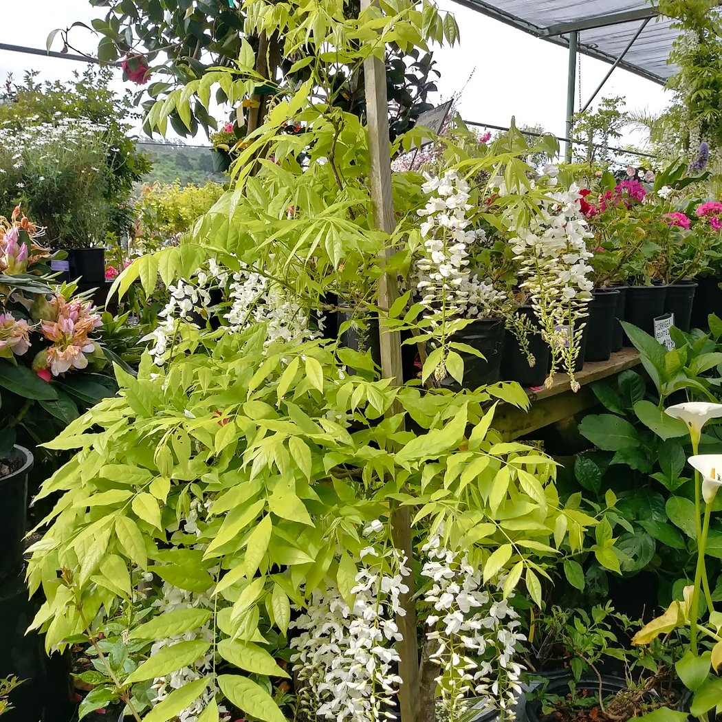 Bongard's Treescape Nursery 3