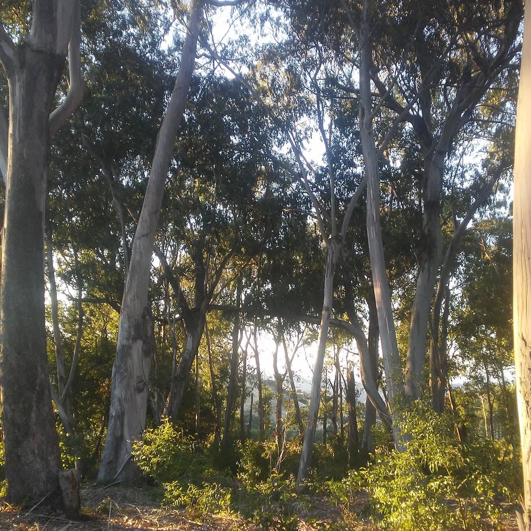 Mira Vista Park 1