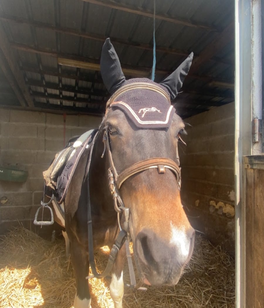 Baby poney : éveil équestre pour enfants 2