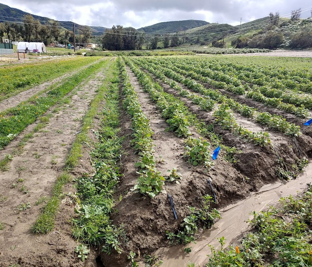 Takedown Tuesdays: Weeding 2