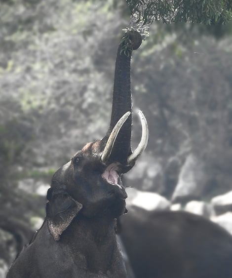 Bannerghatta National Park 3