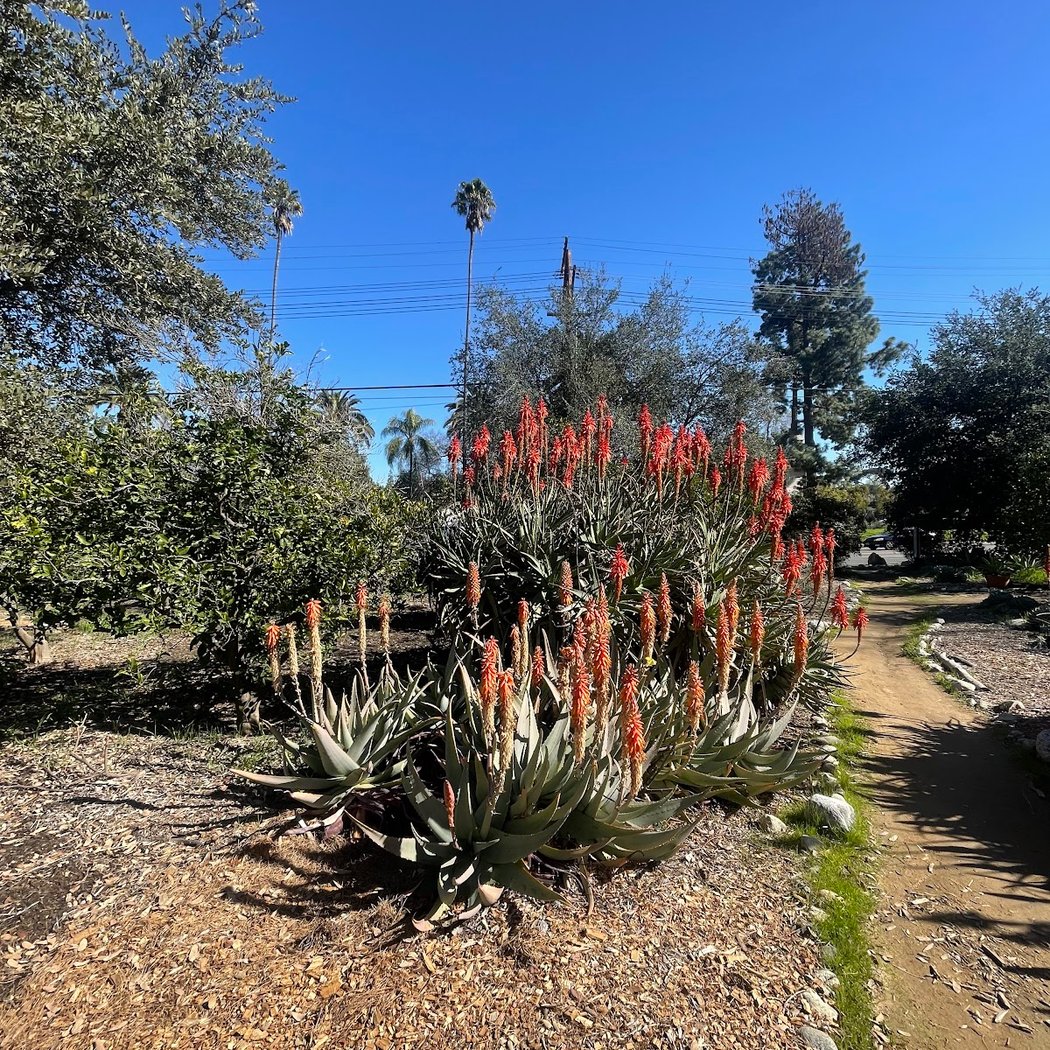 Arlington Garden in Pasadena 3