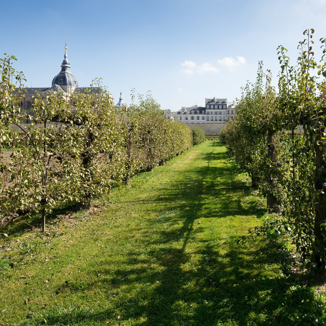 Potager du Roi 3