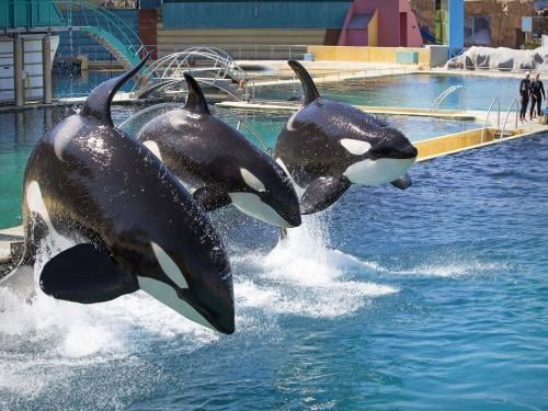 Marineland 5