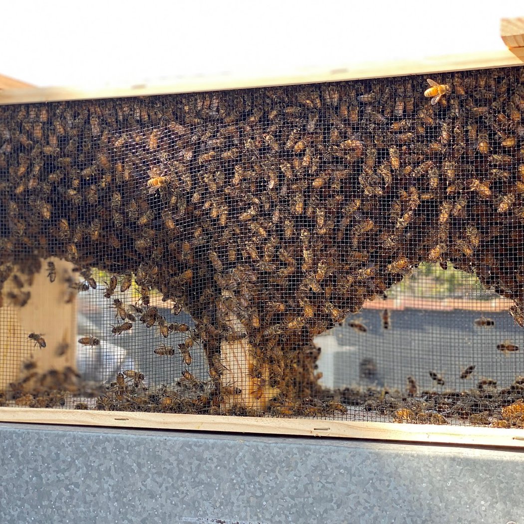 San Francisco Beekeepers Association 3