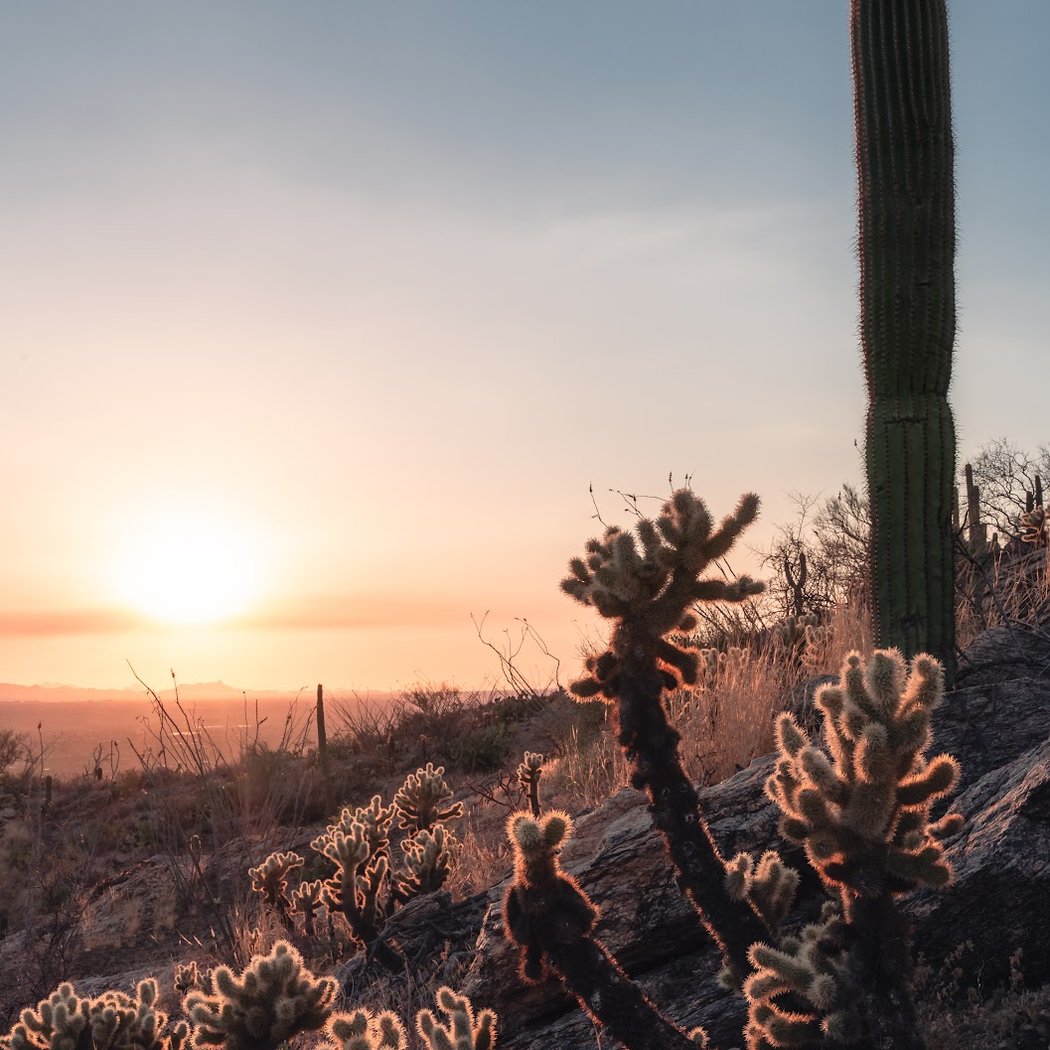 Saguaro National Park West 1