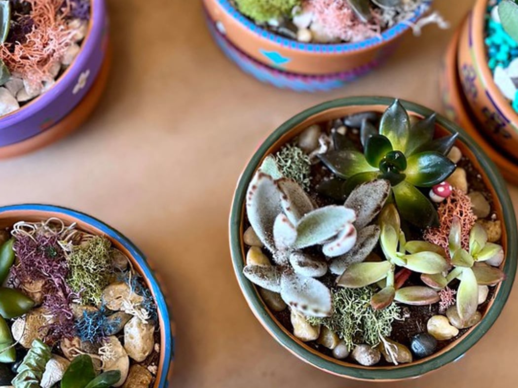 Succulent Plant and Paint Workshop 1