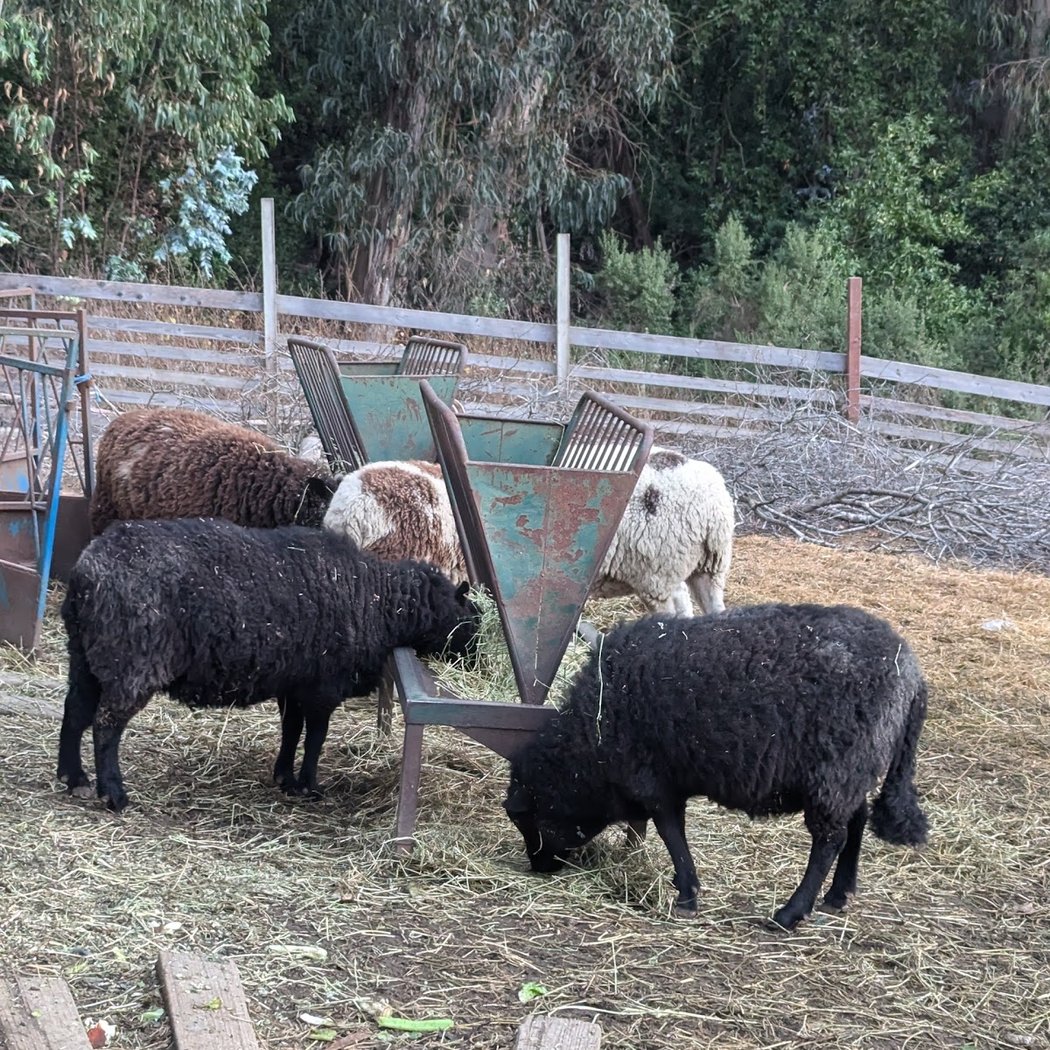 Ruminant Ramble 4