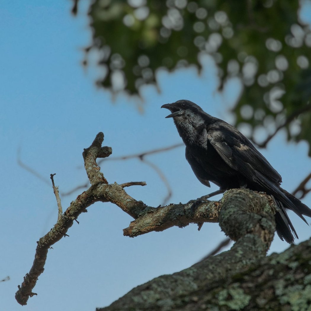 Friday Morning Birding 3