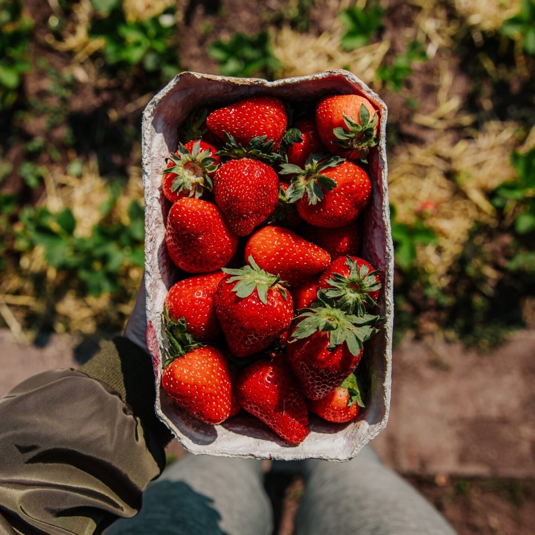 Bolles Organic Farm 1