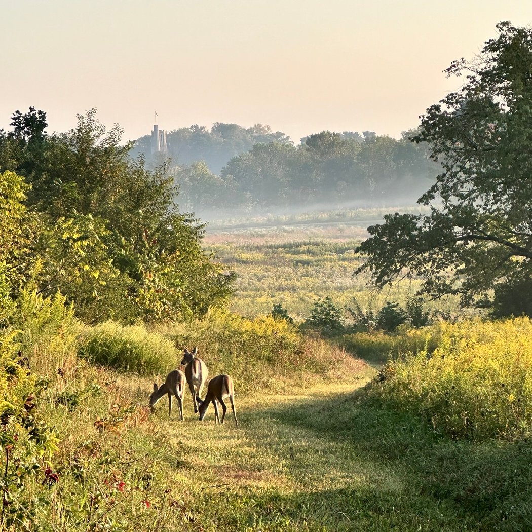 Trail Walk 2
