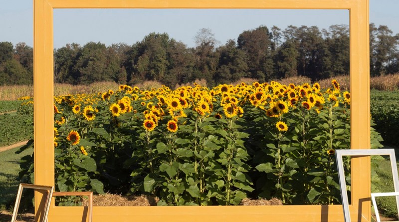 Sunflower Maze 2