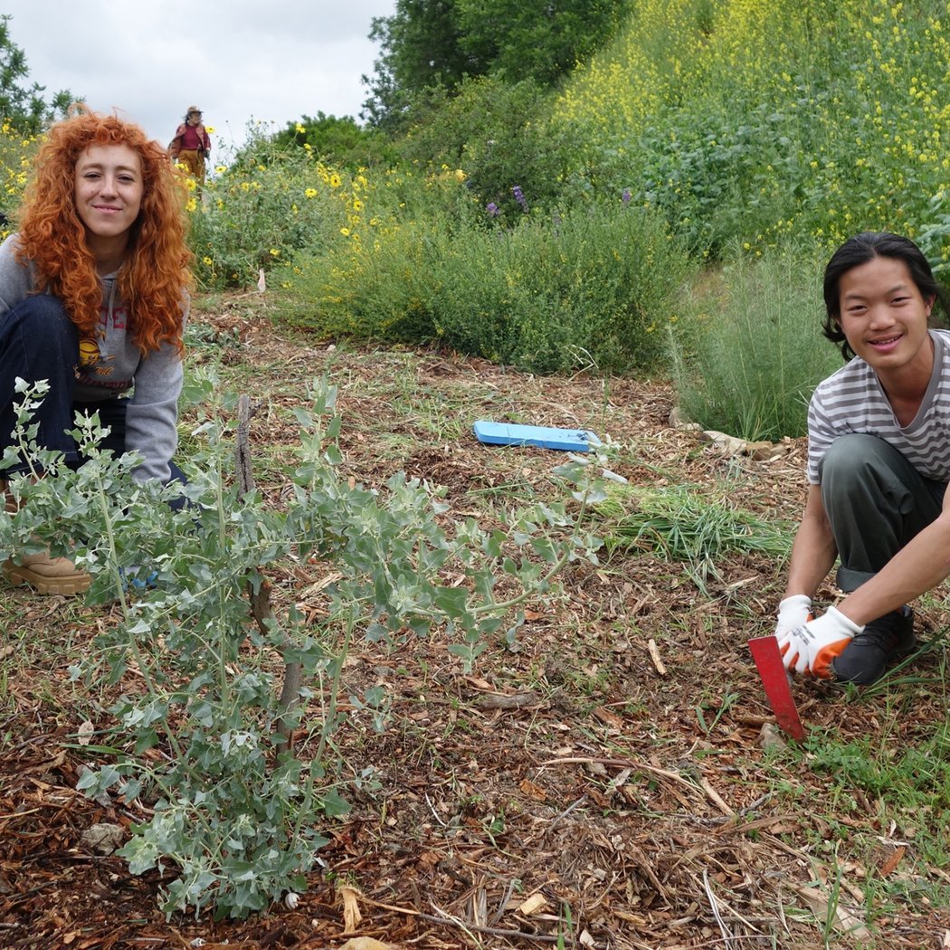 Native Plant Gardening at Debs Test Plot 2