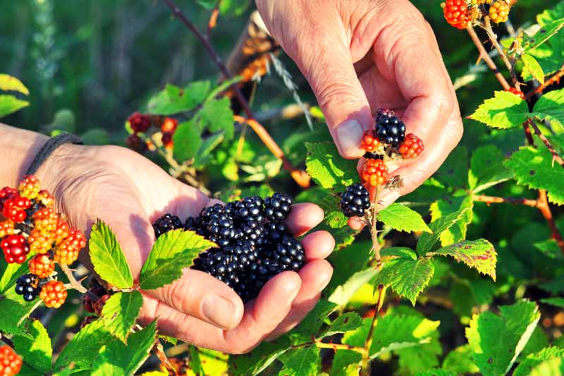 Summer Berry & Herb Foraging 2