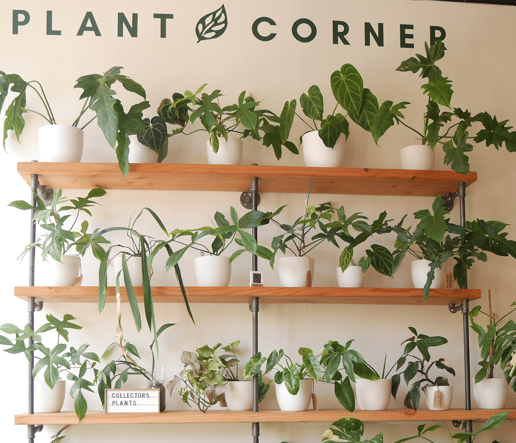 Plant Corner 1