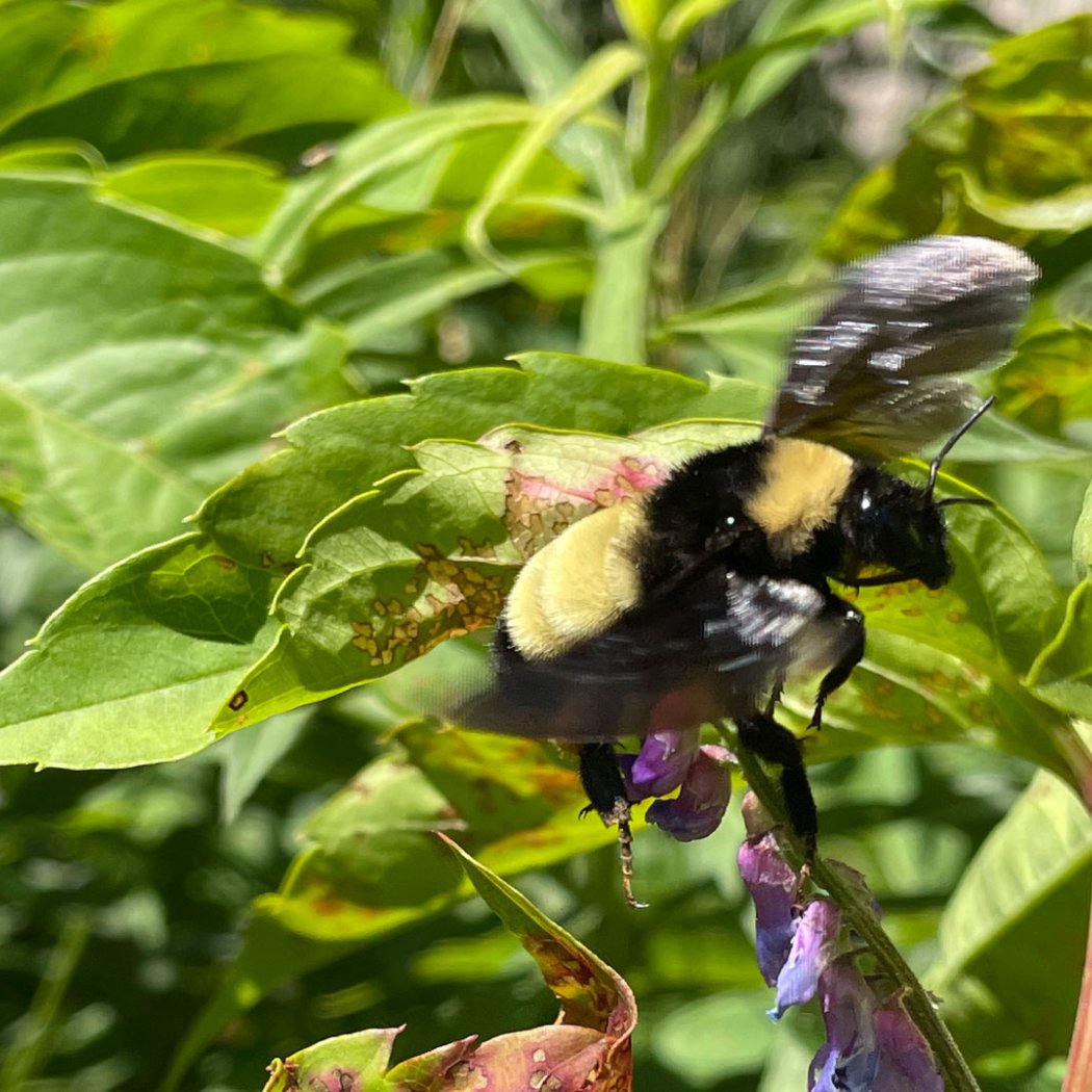 Bumbles and Buzzers Pollinator Walk 3