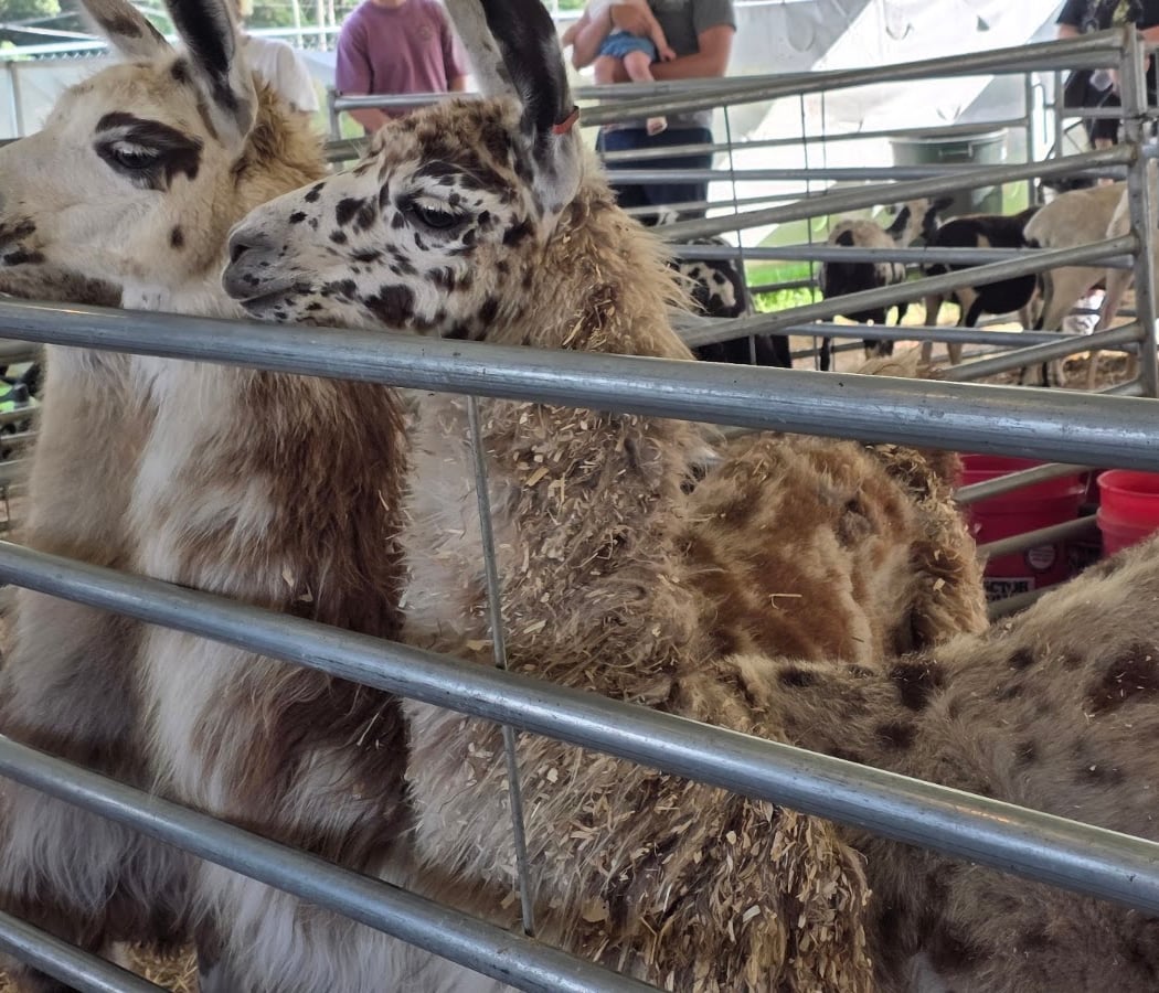 Fredericksburg Fairgrounds 3