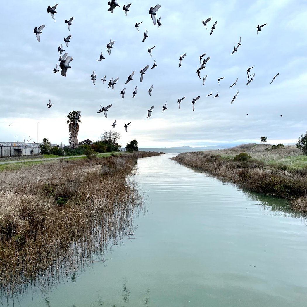 Pinole Creek 2