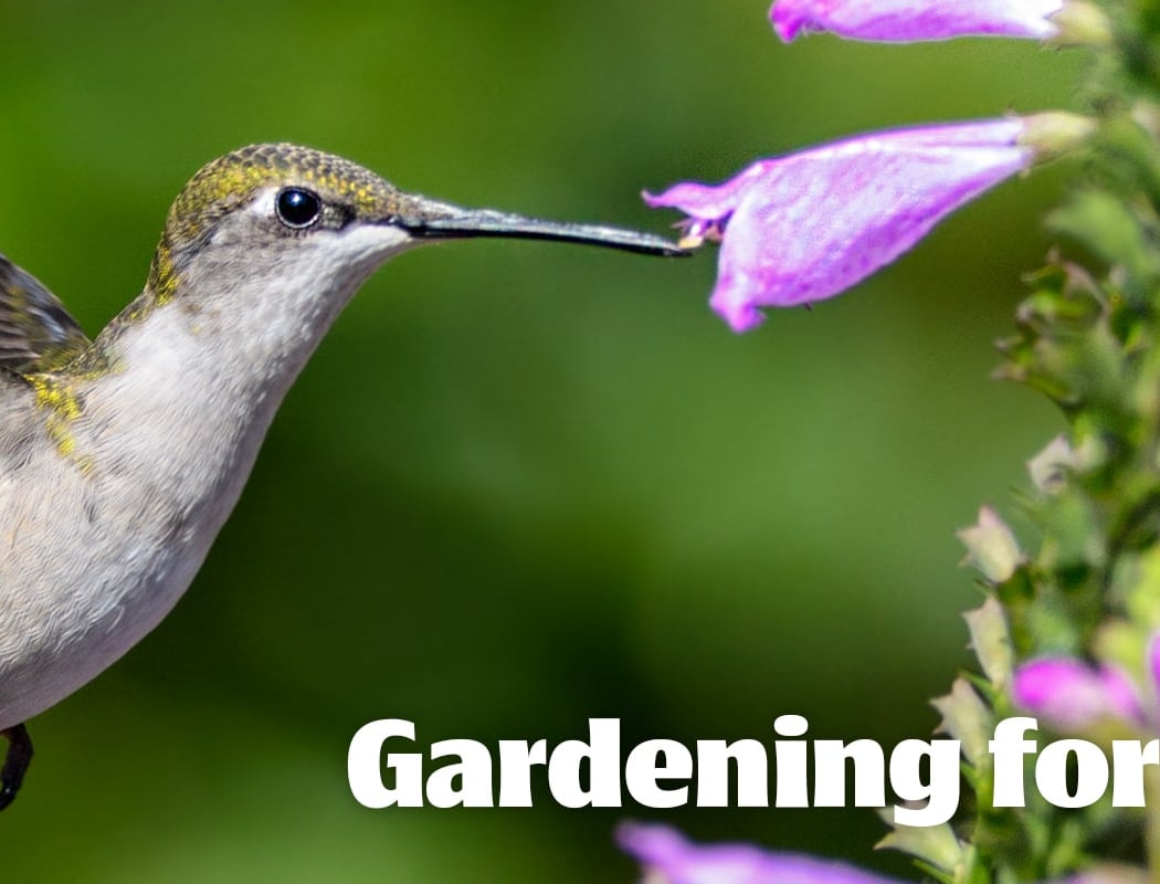Gardening for Wildlife 1