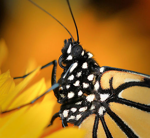 Destination Monarch 3