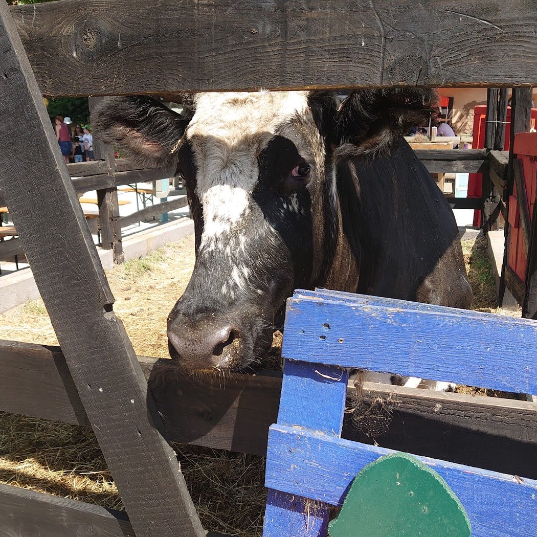 Educational Farm of Ganzau 2