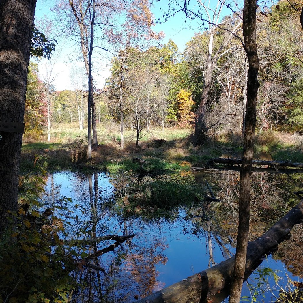 Mill Brook Preserve 2