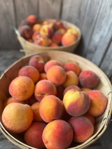 U-Pick Peaches Weekend 2