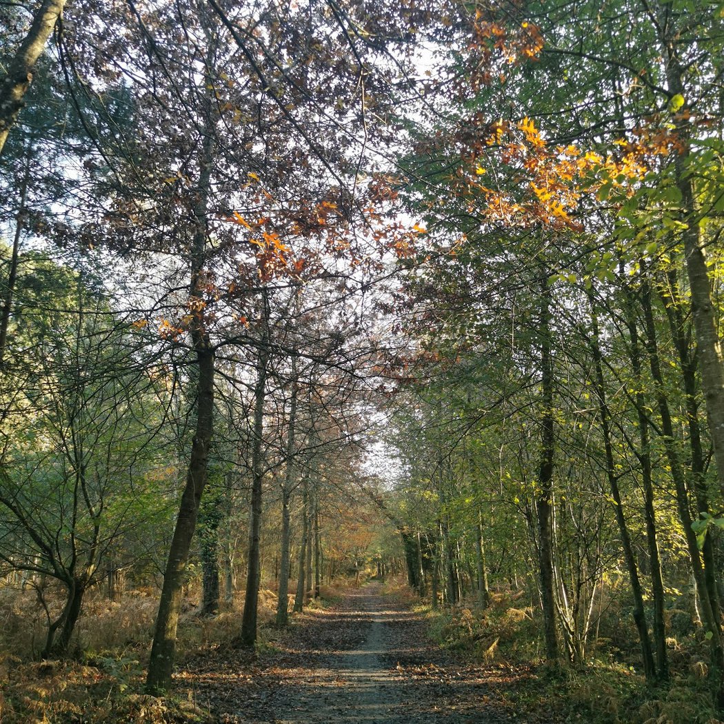 Vivre une immersion au coeur de la forêt 3