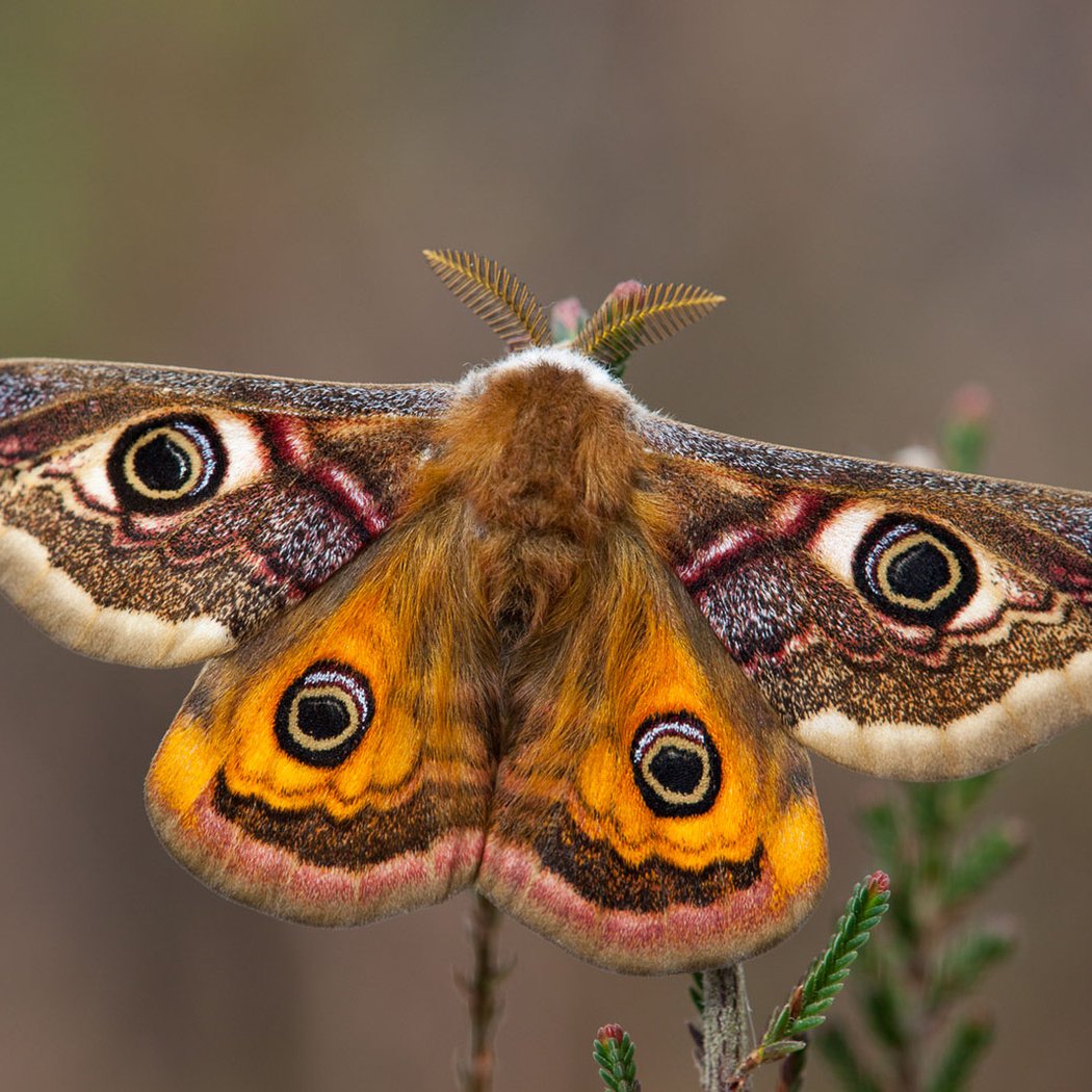 Moth Night at Mitchell Lake 4