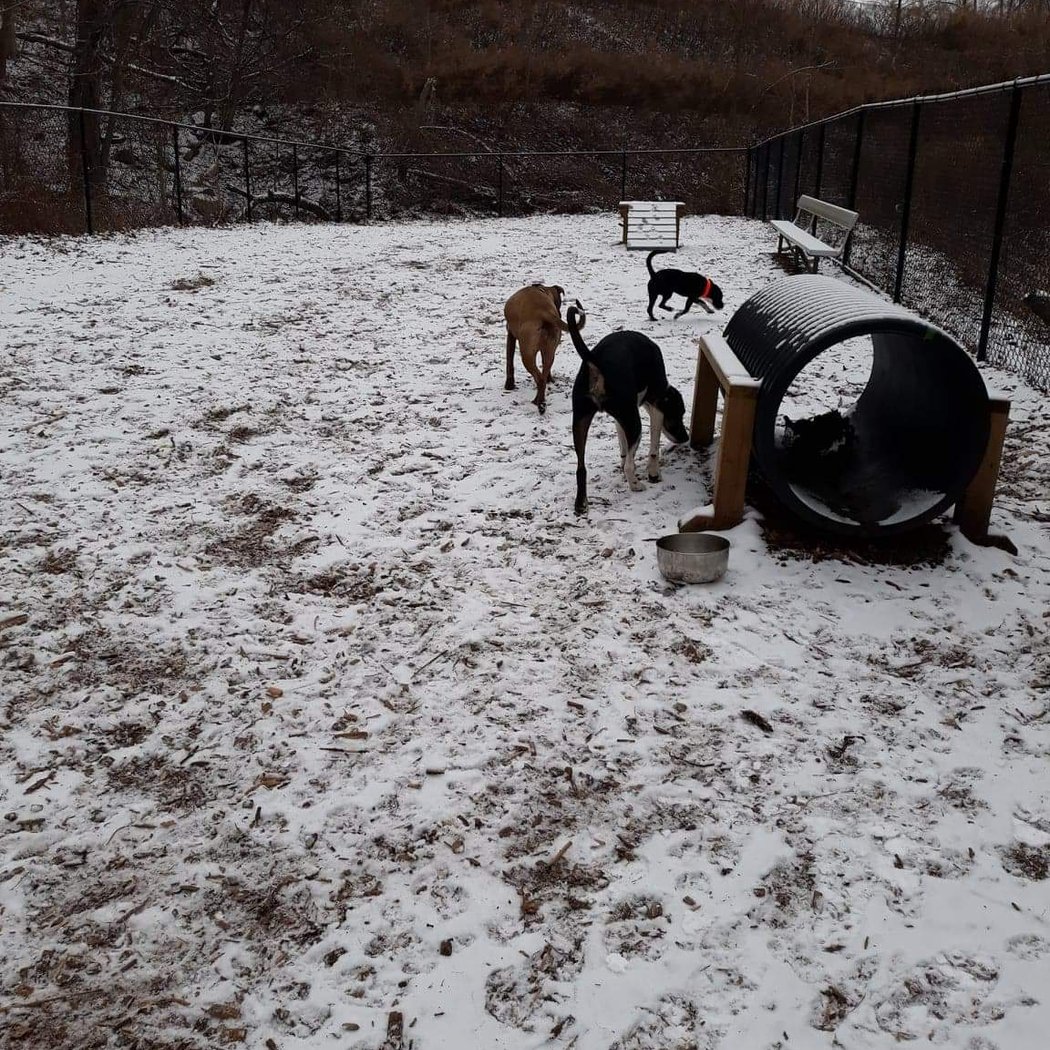 Peekskill Dog Park 2