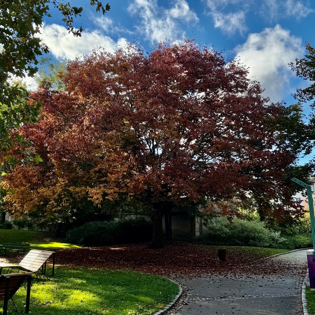 Olry Park, Nancy 1