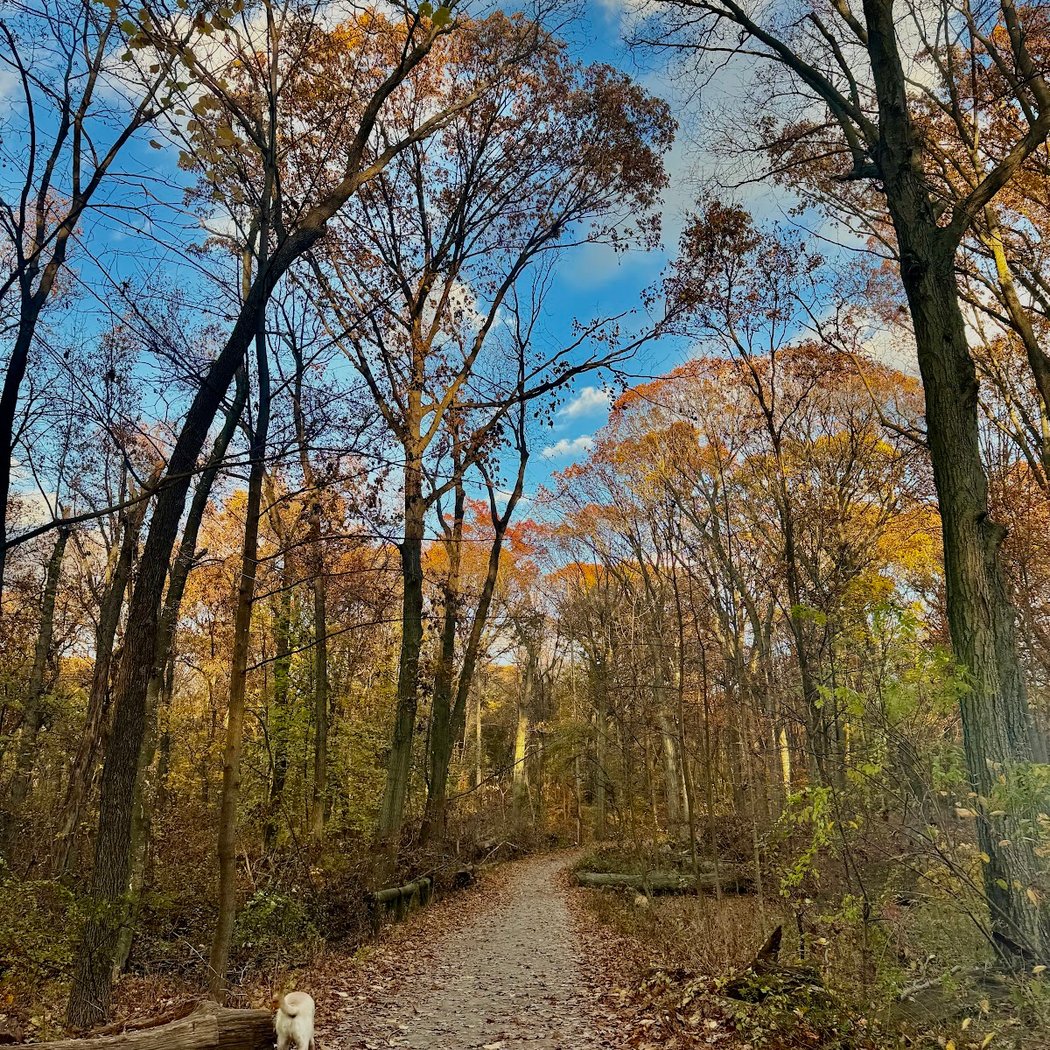 Forest Park Hike and Pick - Yellow Trail 1