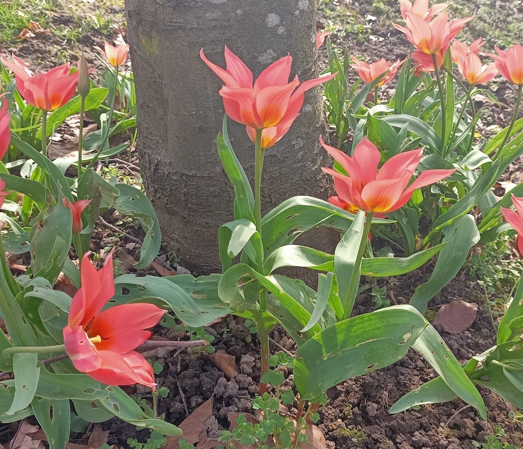 Arboretum du bois de l'étoile 1