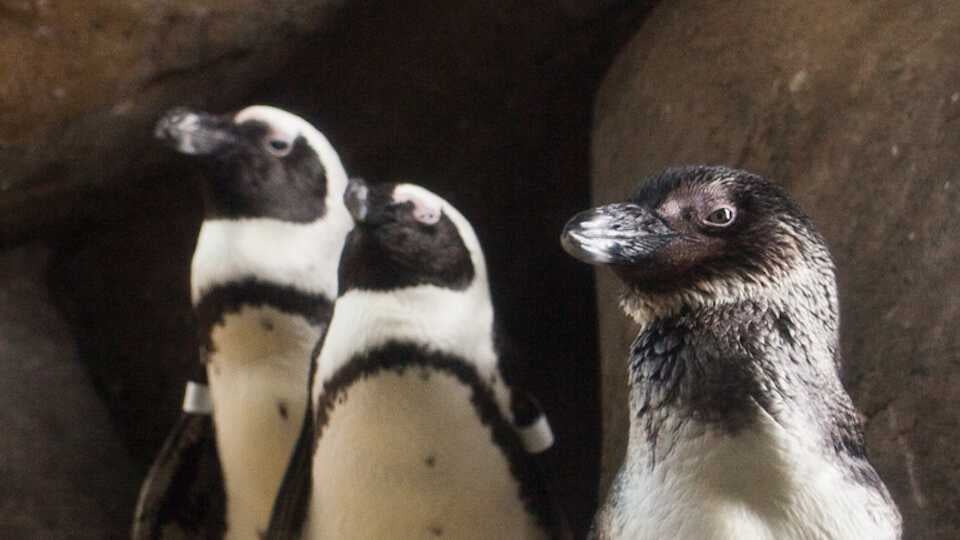 Penguin Feeding 2