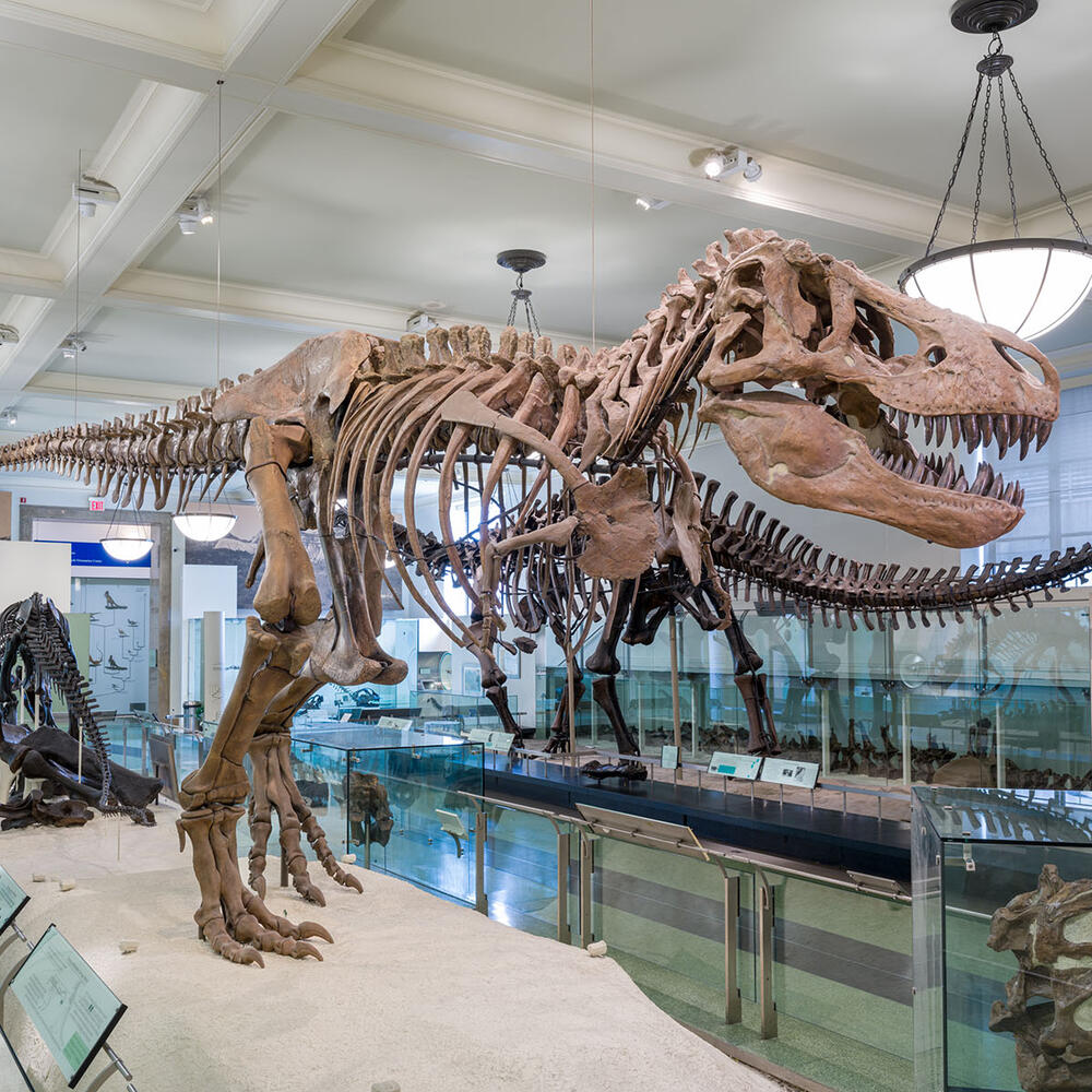 American Museum of Natural History 1