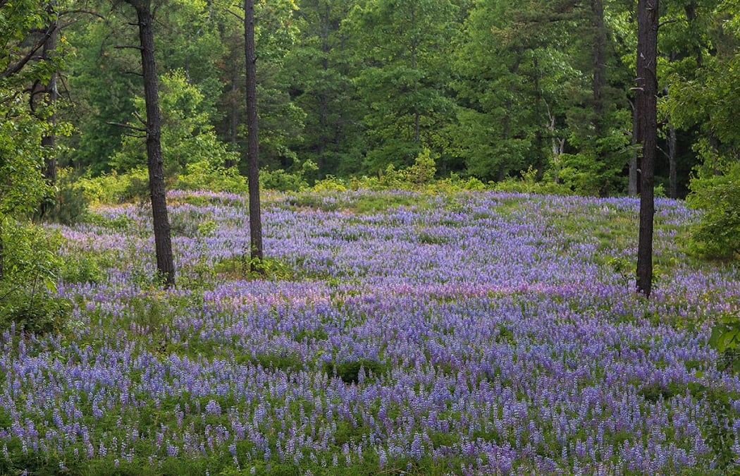 Wilton Wildlife Preserve & Park; Office Location 1