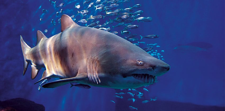 Noche con tiburones en familia 1