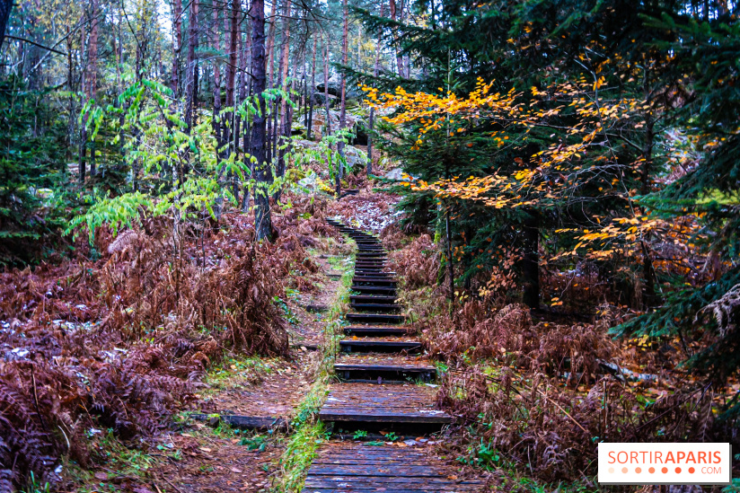 Forest of Fontainebleau 2