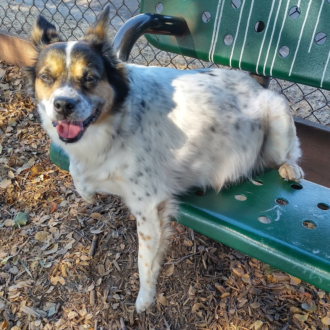 Bruce King Memorial Dog Park 4