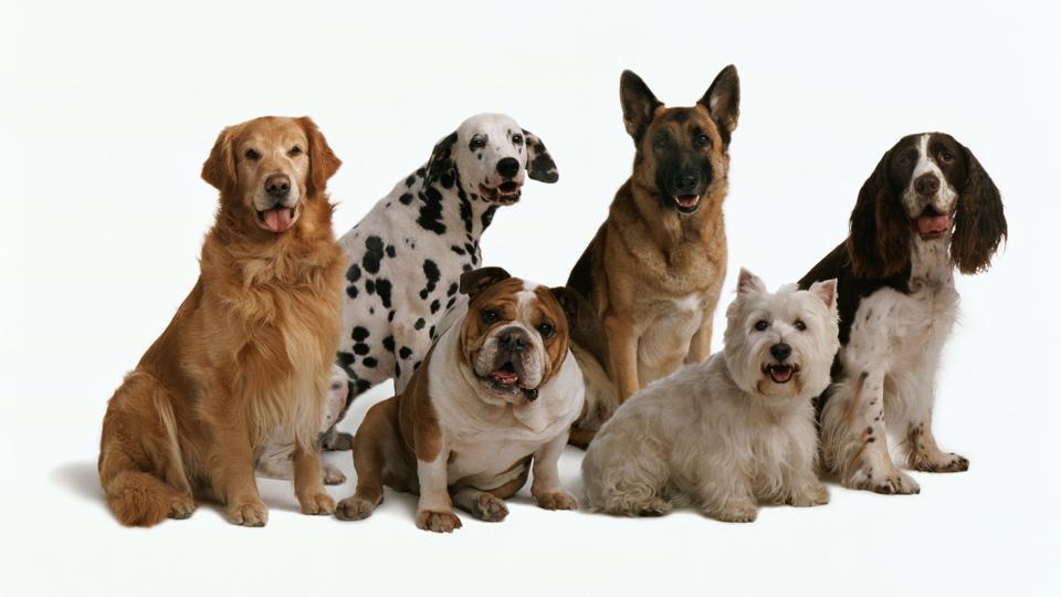 Denver Dog Fair 3